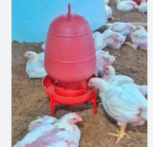 KFL Chicken Water Pot - Image 2
